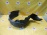 Подкрылок Toyota Corolla Ceres/Sprinter Marino AE101 перед, прав 53875-12230
