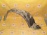 Подкрылок TOYOTA Prius NHW10 R 53875-47010