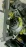 Стартер Honda B20B Orthia/Stepwgn/S-MX a/t