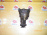 Редуктор MITSUBISHI E72A/E74A/E77A/E84A/ Eterna/Emeraude/Galant 4D68/4G93/6A12 R 37/13.(2.846). MB912577
