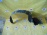 Подкрылок TOYOTA Lite Ace Noah/Town Ace Noah CR40/CR50 '12.1998-07.2004 перед, лев 53876-28060