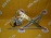 Стеклоподъемник MITSUBISHI Colt Z23W '2002 перед, лев
