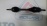 Привод Toyota ANE10/ANE11/ANM10/AZT240/AZT241/AZT255 Allion/Avensis/Caldina/Isis/Premio/Wish перед, лев K110/A248F ABS 43420-20620/43420-21050
