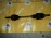Привод TOYOTA ZCT15/ZZE129/ZNE14/ZZT245 Opa/Corolla/Wish/Premio перед, лев 4WD ABS