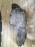 Подкрылок TOYOTA Hiace Granvia VCH10 перед, прав 53875-26010