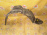 Подкрылок TOYOTA Ipsum ACM20 '05.2001-10.2003 перед, прав 53875-44060