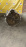 МКПП Mazda/Ford WL 4038235 4WD Proced Marvie#Ranger B2500