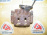 Суппорт Subaru SF5/GF8/GC8/BH5/BG9/BE5 перед, прав 26291AC020/26291AC021 2 поршня 4317 под диск 277х24 Forester/Impreza/Legacy