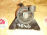 Подушка двигателя Mazda FP/FS Capella GF8P/GW8W 2WD a/t ДЕФЕКТ перед, прав ( 0A07 ) G15C-39-060