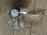 Стеклоподъемник SUZUKI Swift ZC11S/ZC71S зад, лев