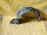 Подкрылок TOYOTA Wish ZNE10 '2005 перед, прав 53875-68012
