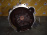 МКПП Hyundai Galloper D4BH 4WD 5MT (чугун. корпус) ED/JK