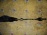 Привод Toyota NCP10/NCP20/NCP50/NCP60/NCP70 Vitz/Platz/Funcargo/Probox/ist 1NZ-FE перед, прав ABS,длин (дефект.вн.пыльника) 43410-52070/DP32