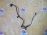 Датчик ABS Toyota Prius NHW10 перед, прав