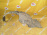 Подкрылок TOYOTA Lite Ace Noah/Town Ace Noah CR40/CR50 '10.1996-12.1998 перед, лев 53876-28040