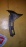 Натяжитель ремня генератора Toyota 4A-FE/5A-FE/7A-FE Corolla AT190/AE110 16381-15080 + 90119-08419 + 16385-15020