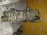 МКПП Subaru EJ205 TY755VH4AA 4WD 40/9 Forester SG5