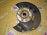 Ступица Chevrolet J300 Cruze LNP/Z20D1 перед, лев 5x115 R16 300 Голая 13319482