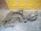 Коса ДВС Toyota 5S-FE Camry Gracia SXV20 передний привод a/t +комп. 89661-3T250, A140E-02A, кат.