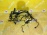 Коса ДВС Peugeot EP6C/5FS/5F01 207 T7/4C/T8/0U 1.6 VTI 120 (Euro 5) V759764880 6585C2