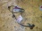 Датчик ABS Toyota Harrier MCU15 зад, лев 89546-48020