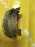 Колодки тормозные Mazda Capella GF8P/GWEW бараб. R