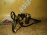 Датчик ABS Chevrolet Lacetti J200 перед, прав 96455870