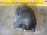 Подкрылок Opel Astra H A04 перед, лев задняя часть 13125604