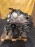 Двигатель SsangYong Kyron D27DT/665.950-12508532 2.7 CRDI Euro 3 AT DJ/D100
