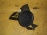 Заглушка в бампер Nissan Qashqai/Dualis J10 R 62256 JD000