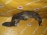 Подкрылок Hyundai Getz/Clic TB/BJ '2002-2005 перед, прав дефект 86816-1C000
