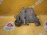 Крепление ГУР Chevrolet Vortec 4200/LL8 TrailBlazer GMT360/KC 24577495