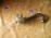 Бачок гидроусилителя Toyota GDJ150 Land Cruiser Prado 1GD