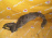Подкрылок Toyota Corolla/Corolla Spacio ZZE120/NZE121 '-04.2004 перед, прав Дефект 53875-12280 (13040)