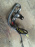 Датчик ABS Toyota Caldina/Camry ST195/SV43 диск зад, прав