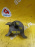 Подушка двигателя Opel LCH/Z22YH Astra H A04/A05 '2004- HF перед, прав 90539246