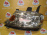 Фара HONDA P3589/3590 лев Stepwgn RF3 '2003-2005 галоген(Хром)