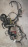 Коса ДВС Toyota 2ZR-FE Allion ZRT260 2WD CVT + компьютер 89661-20B52