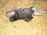 Моторчик привода дворниками Mazda Axela BK5P '2003-2008 R 0390201588