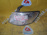 Габарит TOYOTA 81520-YC040 (33-44) L Camry Gracia SXV20 '1999-2001 ф.33-40 USA (Дефект стекла)