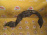 Подкрылок Toyota Corolla Ceres/Sprinter Marino AE101 перед, прав Дефект 53875-12230