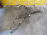 Коса ДВС Mazda CA CX-9 TB 4WD a/t ( 1 части ) на форсунки и на катушки 8U5T-12C508-J4CP7