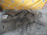 Коса ДВС Toyota 5S-FE Harrier SXU15 4WD a/t RHD + компьютер 89661-48020/9717530-116-3 (DENSO) 82121-48020