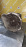 МКПП NISSAN QD32 4WD БЕЗ РАЗДАТКИ Terrano R50