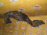 Подкрылок TOYOTA Corolla/Sprinter AE100 перед, лев Дефект 53876-12200