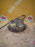 Суппорт Volkswagen 1K1 Golf 5 перед, лев под диск 312X25 1K0615123E