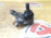 Шаровая Toyota 43330-19095,43330-19115, 43330-29265,43330-29315 Corolla AE100/AE110/AT190/ST210/ZZV50 F НОВАЯ, TOYOTA (original) 43330-19095