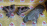Коллектор выпускной Toyota 2JZ-GE Mark II JZX91/JZS147/JZS155/JZZ31/JZA80 17141-46040 + 17142-46020