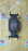 Глушитель Honda Accord CU2/CW2 Катализатор 18150-R41-L00