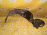 Подкрылок TOYOTA Voltz ZZE136 перед, лев 53876-01030